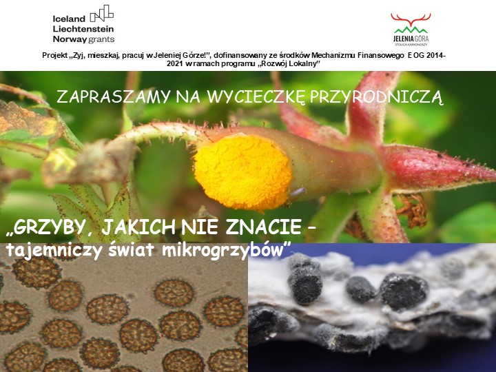Karkonoski Park Narodowy zaprasza w dniu 21.10 (piątek) na wycieczkę przyrodniczą „Grzyby, jakich nie znacie – tajemniczy świat mikrogrzybów” prowadzoną przez specjalistę mykologia – dr hab. Wojciecha Pusza.