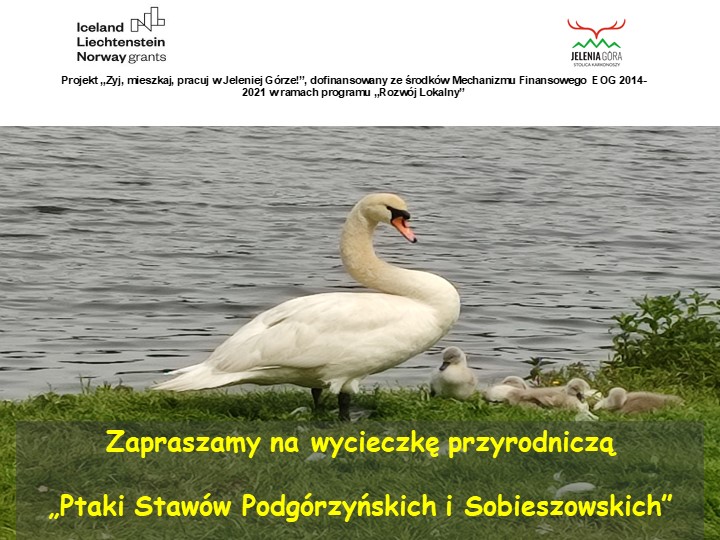KPN zaprasza w dniu 29 czerwca na wycieczkę przyrodniczą „Ptaki Stawów Podgórzyńskich i Sobieszowskich”